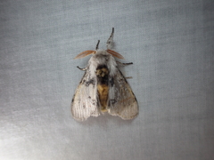 Iropoca rotundata