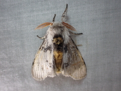Iropoca rotundata