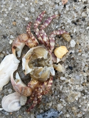 Hemigrapsus sanguineus