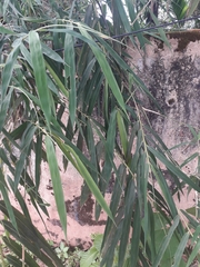 Pseudoxytenanthera stocksii