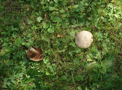 Suillus viscidus