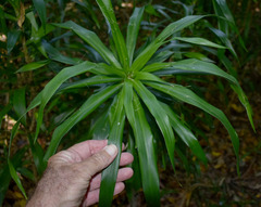 Dracaena angustifolia