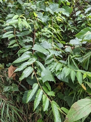 Stachyurus himalaicus
