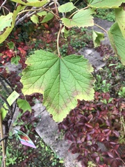 Ribes rubrum