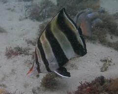 Chelmonops truncatus