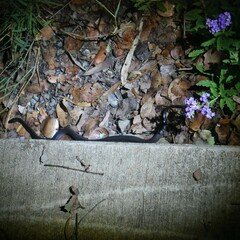 Cryptophis nigrescens