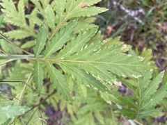 Argyranthemum webbii image