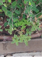 Euphorbia peplus