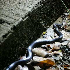 Cryptophis nigrescens