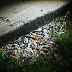 Cryptophis nigrescens