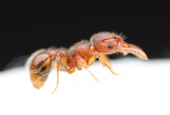 Tetramorium lanuginosum