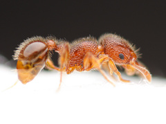 Tetramorium lanuginosum
