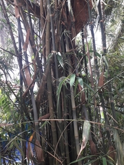 Pseudoxytenanthera stocksii