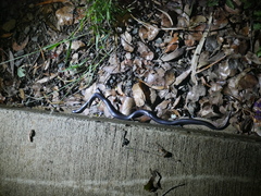 Cryptophis nigrescens