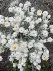 Achyranthemum
