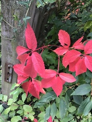 Parthenocissus