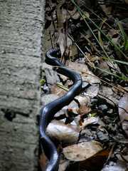 Cryptophis nigrescens