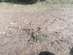 Triglochin laxiflora