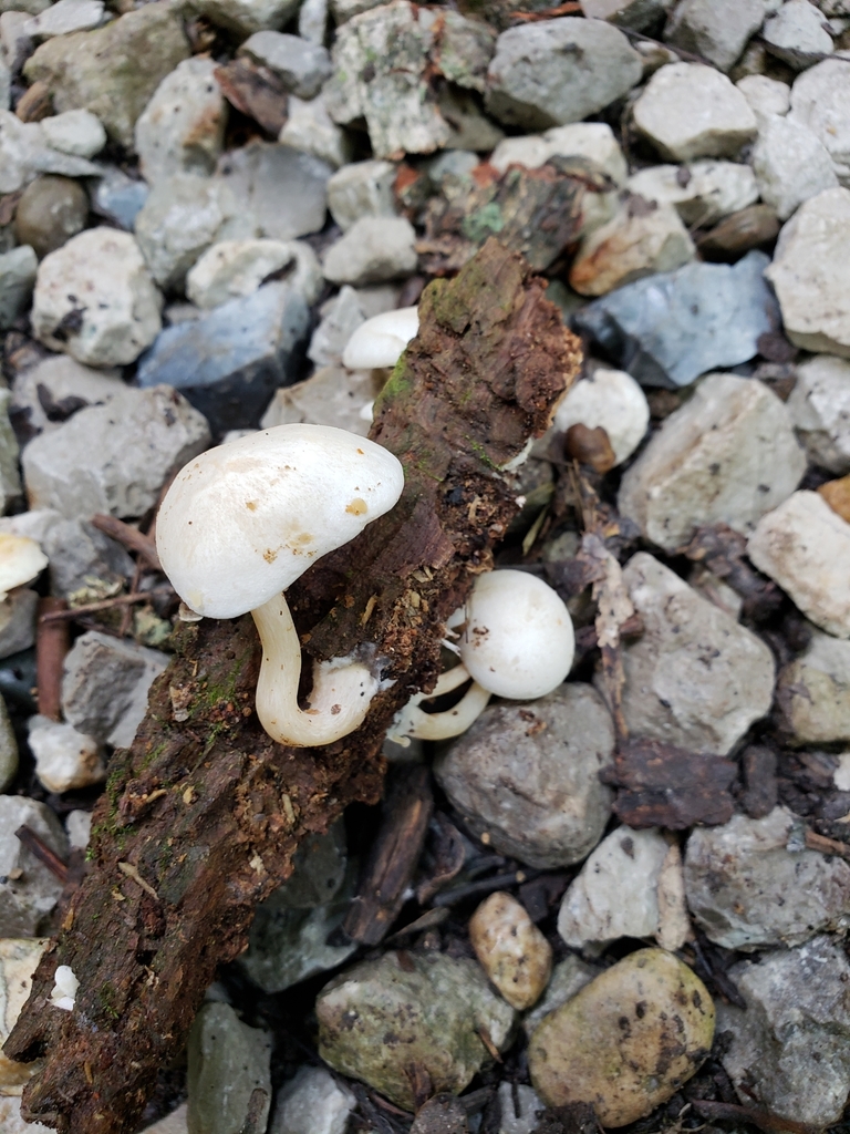 Clitopilus sp. 'IN3'