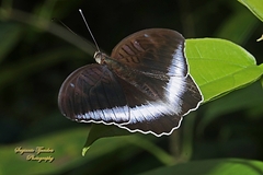 Tanaecia iapis