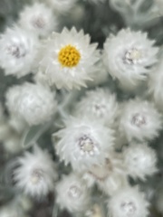 Achyranthemum