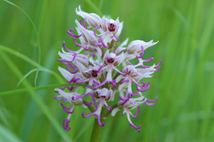 Orchis simia