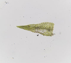 Dicranella varia