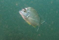 Acanthopagrus australis