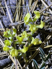 Astragalus douglasii