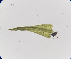 Dicranella varia