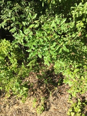 Zanthoxylum hirsutum