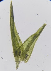 Dicranella varia