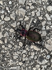 Carabus morbillosus macilentus