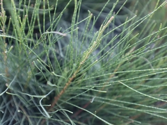 Allocasuarina nana
