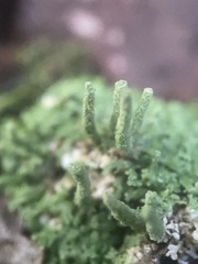 Cladonia subradiata