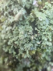 Cladonia subradiata