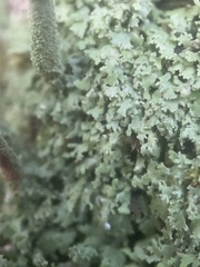 Cladonia subradiata