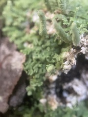 Cladonia subradiata