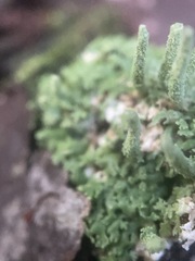 Cladonia subradiata