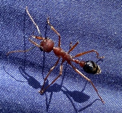 Myrmecia analis