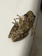 Scinax nasicus
