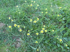 Ranunculus kuepferi