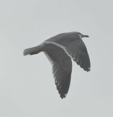 Larus fuscus