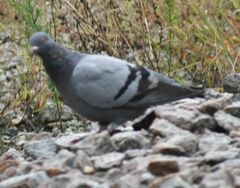 Columba livia domestica