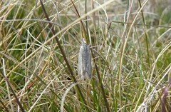 Orocrambus corruptus