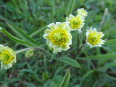 Ranunculus kuepferi