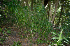 Dracaena angustifolia