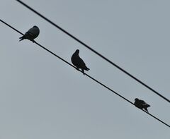 Columba livia domestica