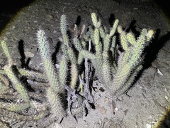 Cylindropuntia