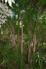 Dracaena angustifolia